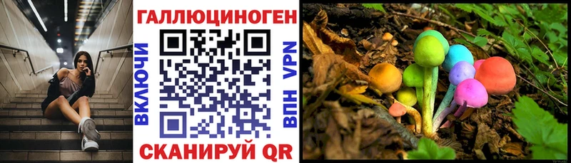 где продают   Фокино  Псилоцибиновые грибы GOLDEN TEACHER 